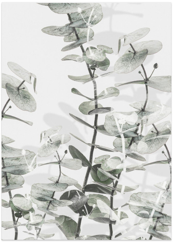 Eucalyptus_001