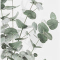 Eucalyptus_003