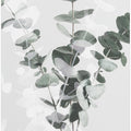 Eucalyptus_002