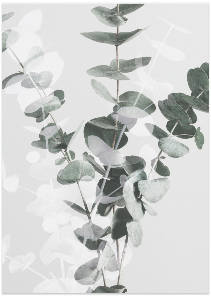 Eucalyptus_002