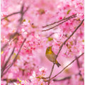 Art Prints of cherry blossoms and bird