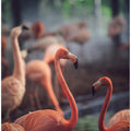 Art Prints of Flamingo