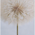 Delicate Dandelion