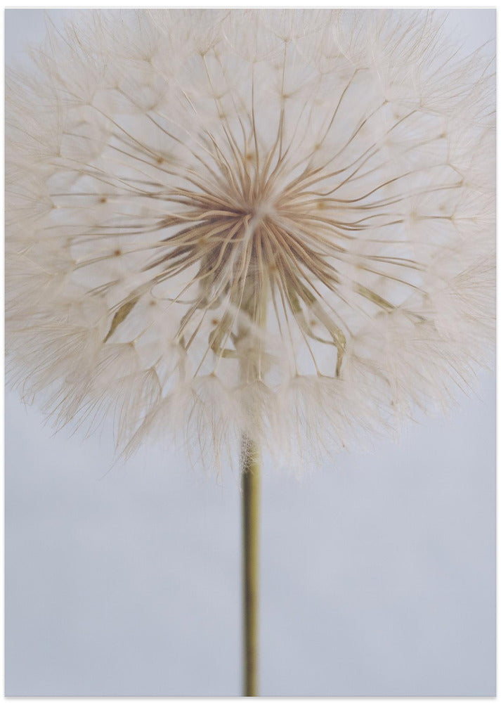 Delicate Dandelion