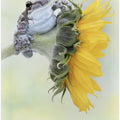 Art Prints of Frog Sunshine
