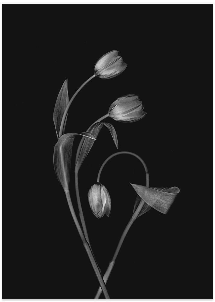 Bending Tulips