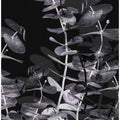 Eucalyptus_Negative_002