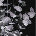 Eucalyptus_Negative_003