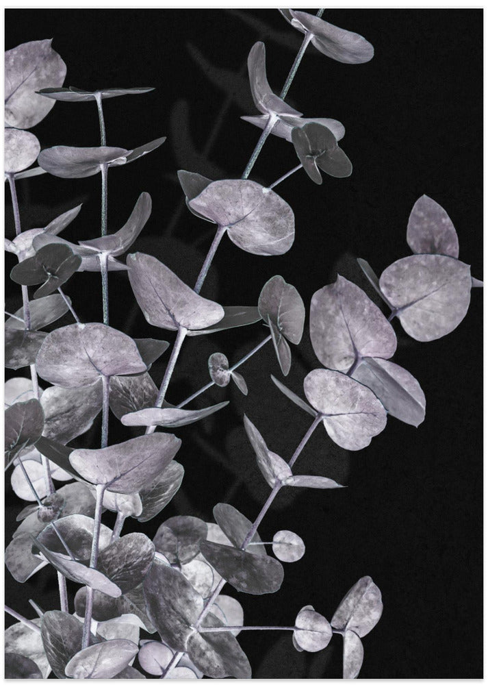 Eucalyptus_Negative_003
