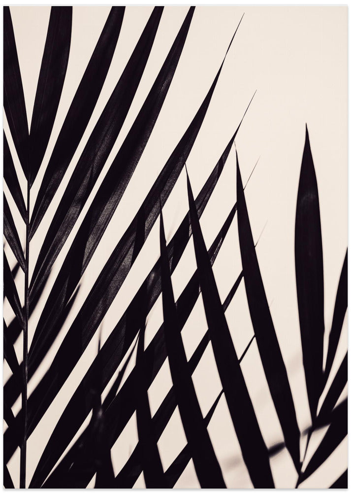 Art Prints of Guldpalm black