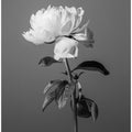 Peony BW