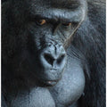 Art Prints of Unhappy Gorilla