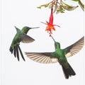 Art Prints of Two hummingbirds at a flower