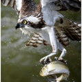 Art Prints of Osprey