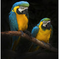 Art Prints of Macaw Parrots