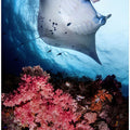 Manta and reef
