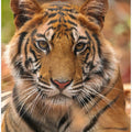 Art Prints of The Tiger Portrait