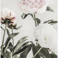 Peony 04