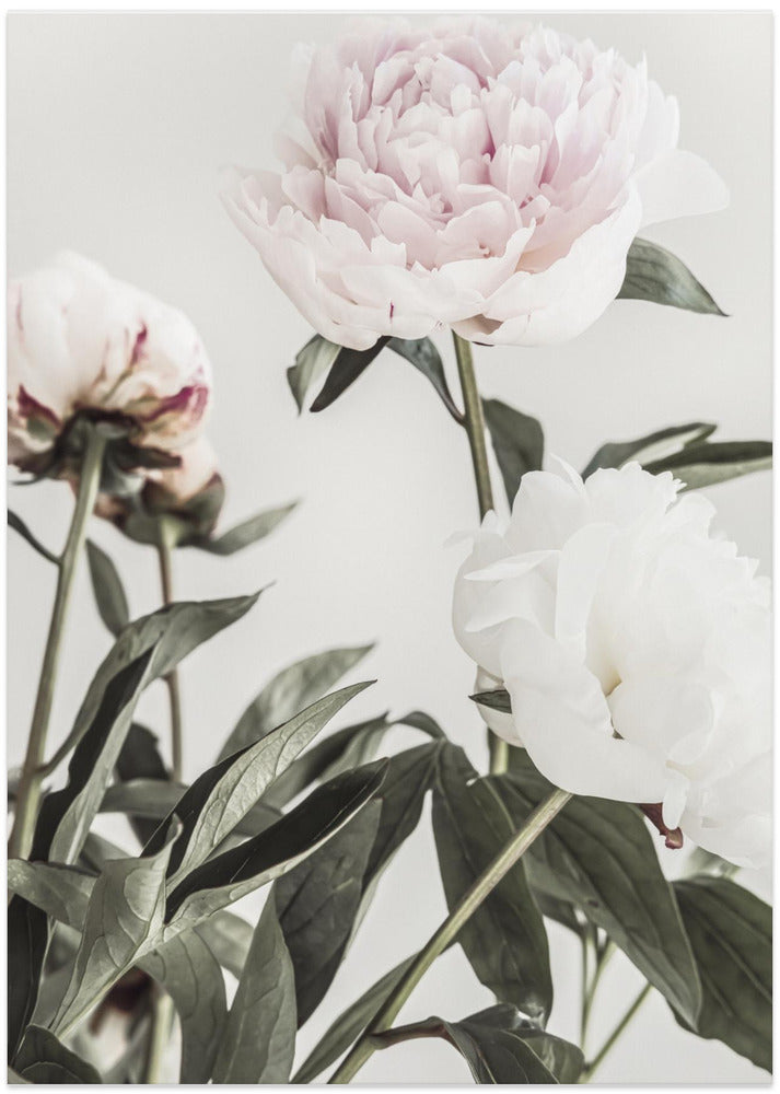Peony 04