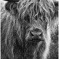 Art Prints of Highland cattle