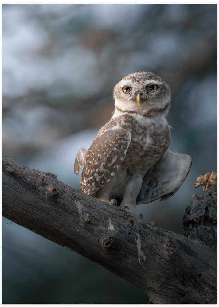 The Wise of the Jungle