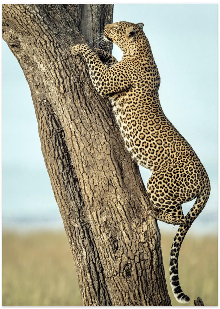 Art Prints of Leopard In Africa