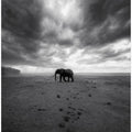 Art Prints of Amboseli
