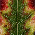 Autumn Leaf