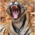 Art Prints of The Yawning Tiger