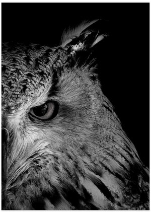 Art Prints of glint in eye