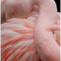 Canvas Art Print Portrait of a Pink Flamingo