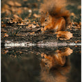 Canvas Art Print Reflection of a red squirrel