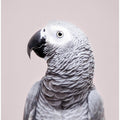 Canvas Art Print African Grey