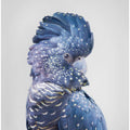 Canvas Art Print Black Cockatoo