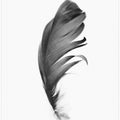 Feather