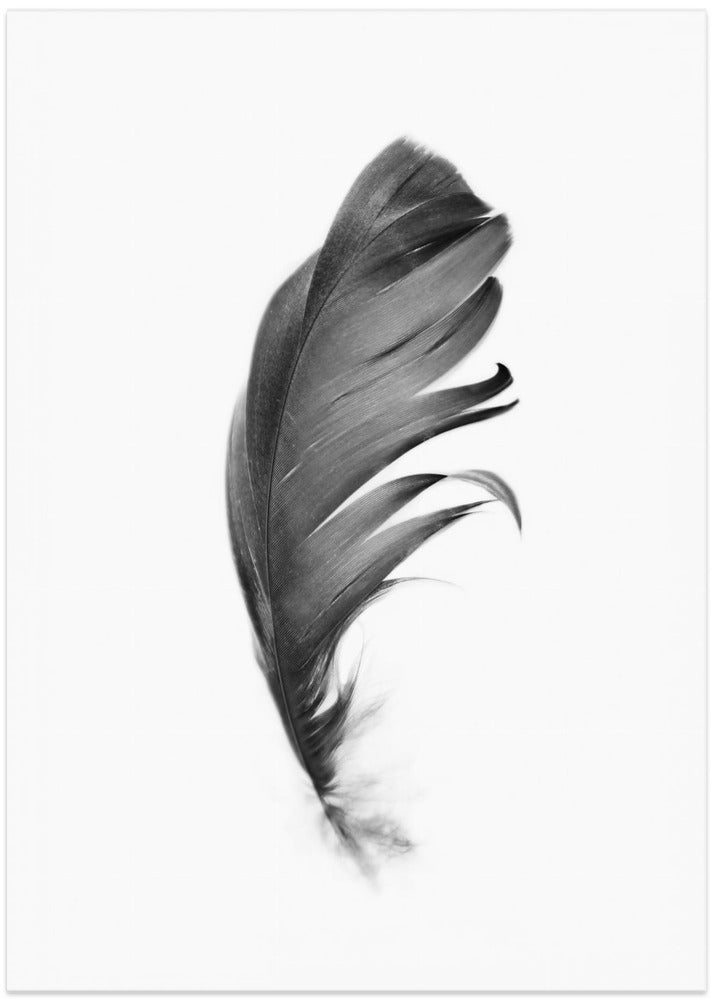 Feather