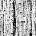 Birches