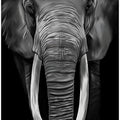 Canvas Art Print Loxodonta