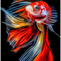 Canvas Art Print Colorful Fish