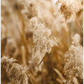reed flower