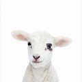 Canvas Art Print Baby Lamb