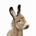 Canvas Art Print Baby Donkey