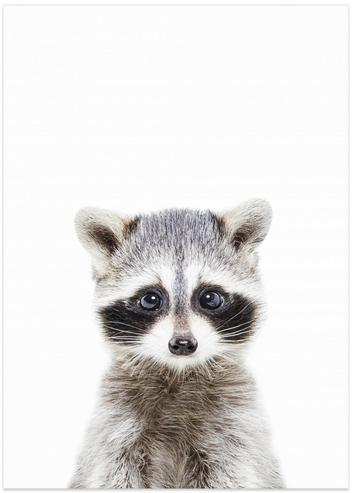 Canvas Art Print Baby Racoon