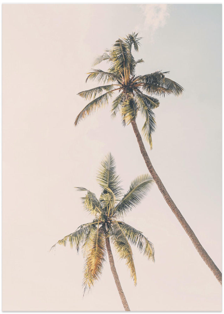 Tropical Palms