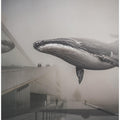 Whale nr. 28