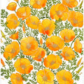 Gold accented California poppies