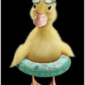 Canvas Art Print DUCK