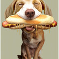 Canvas Art Print hotdog