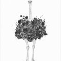 Floral ostrich