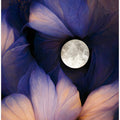 Moonlit Blossoms